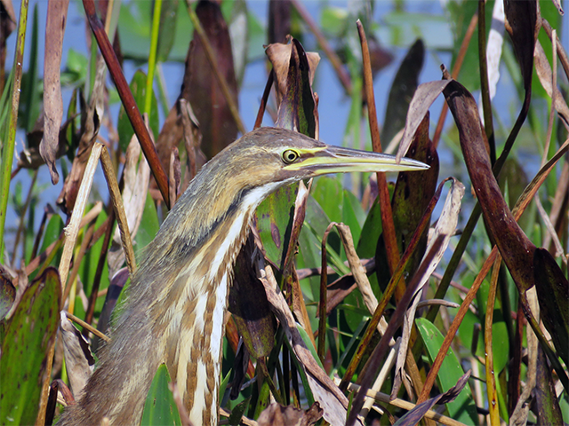 American Bittern - Orlando Wetlands Photo by Ventures Birding